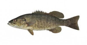 Micropterus dolomieu