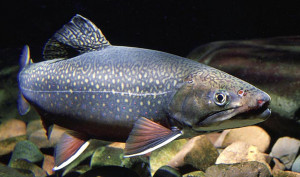 Salvelinus fontinalis