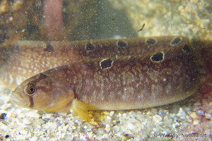 Pholis gunnellus