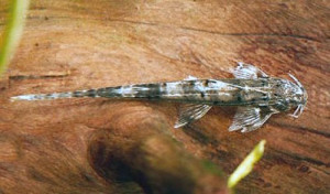 Phractura ansorgii