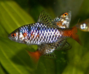 Qianlabeo striatus