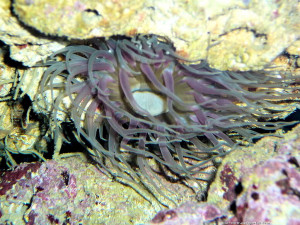 Radianthus kuekenthali