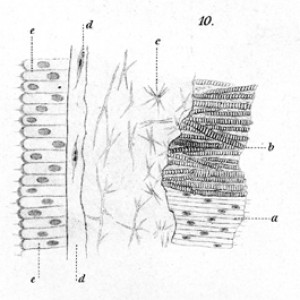 Sideractis glacialis