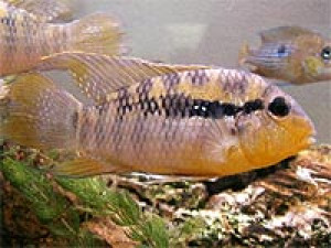 Bujurquina vittata