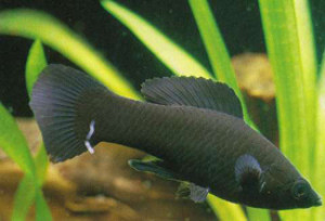 Les 8 poissons les plus adaptés pour les aquariophiles débutants