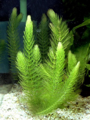 Tropica substrat 2,5l pour plante aquatique - Materiel-aquatique