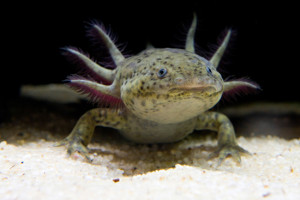 Amphibien ambystoma mexicanum (axolotl) : fiche complète