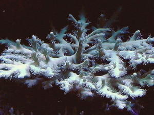 Acropora walindii