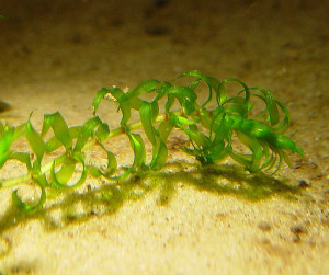 Elodea nuttallii