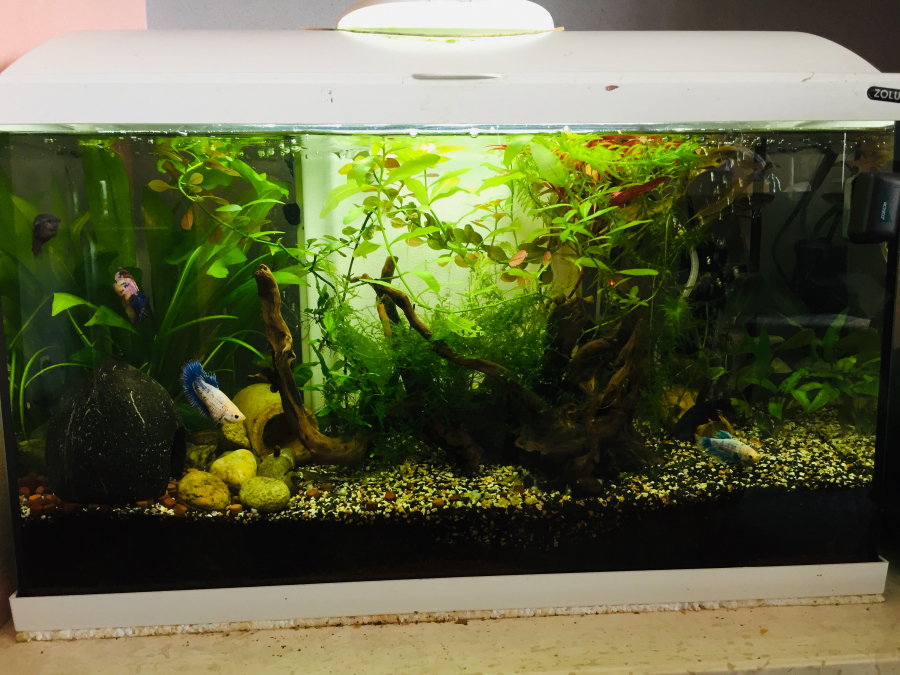 Nouvelle Photo De Mon Aquarium "[b]54 Litres[/b]"