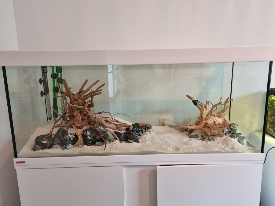 Comment mettre une racine dans un aquarium ?