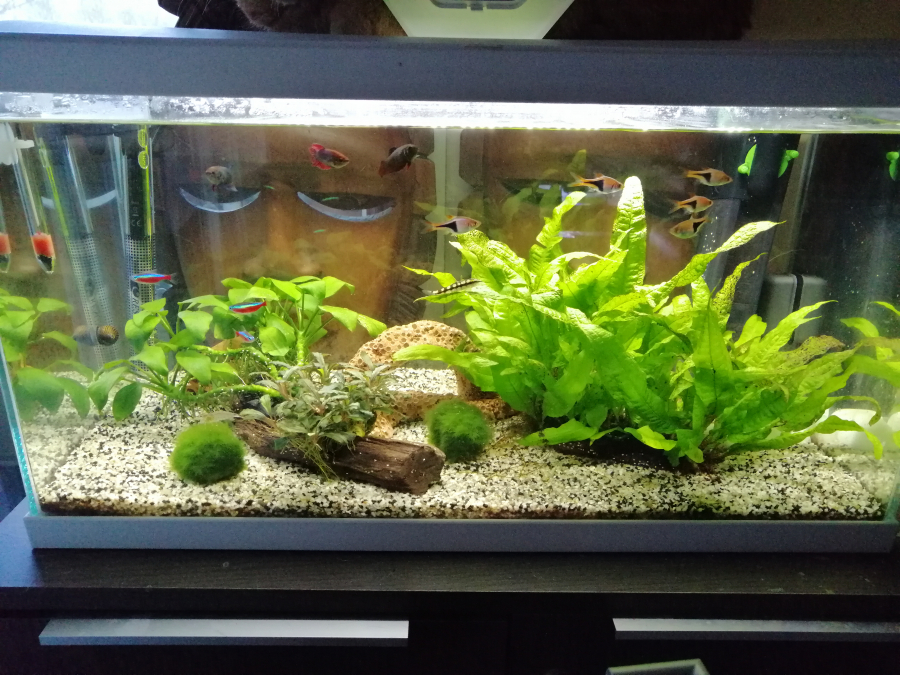 Nouvelle Photo De Mon Aquarium "[b]60 Litres[/b]"