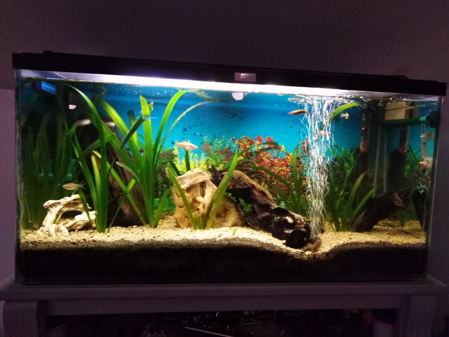 Nouvelle Photo De Mon Aquarium "[b]Mon 1er Aquarium[/b]"