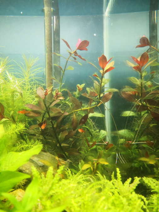 Nouvelle Photo De Mon Aquarium "[b]1er Aquascape[/b]"