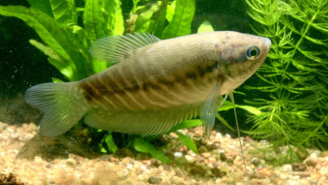 le-poisson-du-jour-trichopodus-pectoralis-gourami-peau-de-serpent