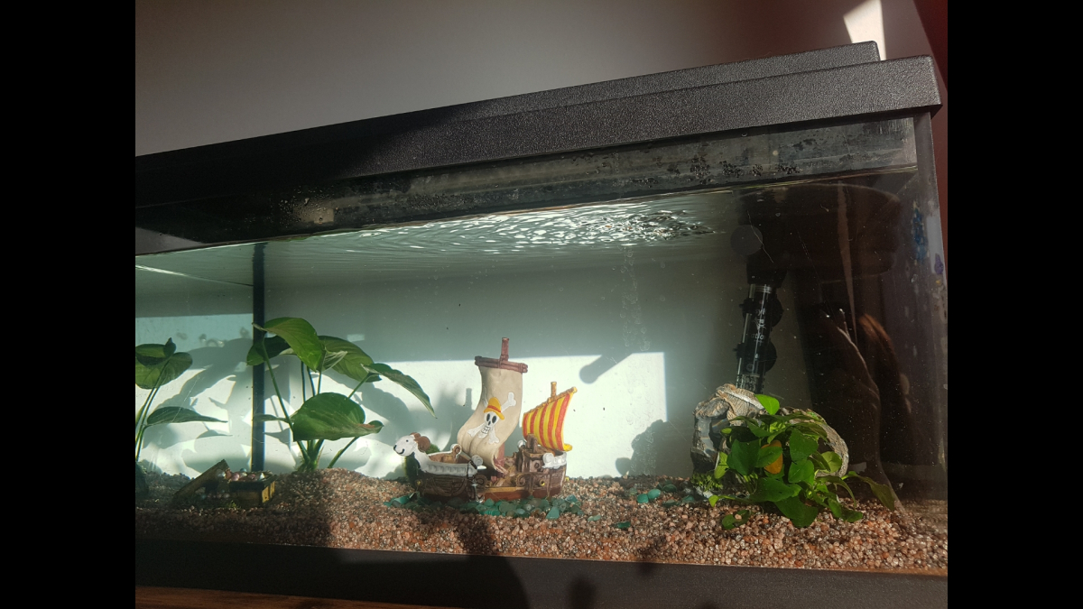 Un aquarium pour un Betta Splendens, Partie 1 : le Hardscape - Skaii and  shrimps