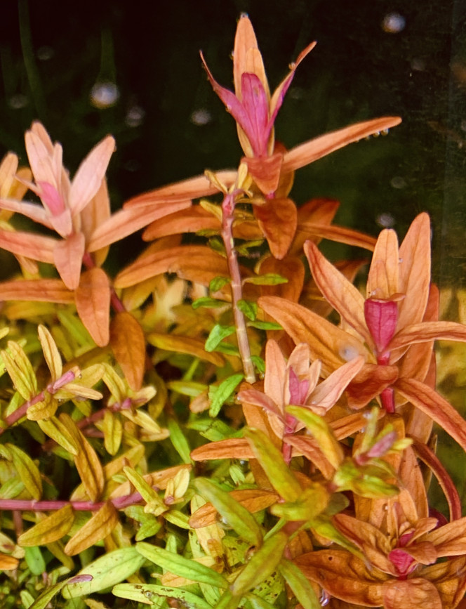 Rotala Orange Juice Une plante sur-vitaminée !