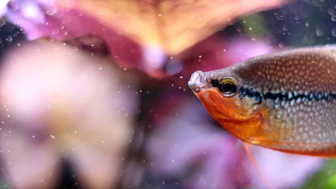 M. Gourami Miam miam les nauplies