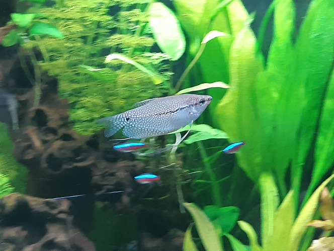 Les Gouramis Leeri Moins timide qu'il y a qlqs semaines et toujours tous les deux ensemble, à se poursuivre ou à zoner dans leur planque