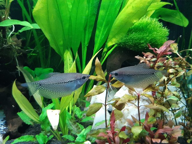  Mes deux gouramis, mâle et femelle ou deux femelles ou deux mâles?