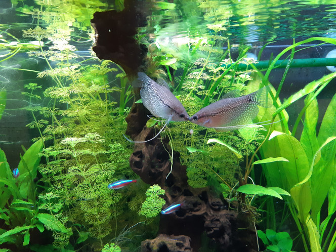 Gourami leeri Parade amoureuse ou intimidation ?