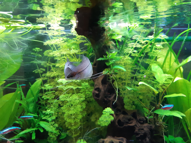 Gourami leeri Parade amoureuse ou intimidation ?