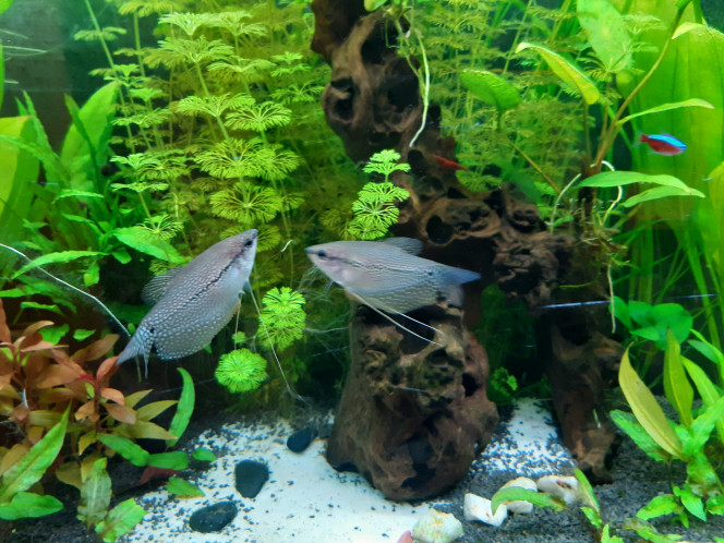 Gourami leeri Parade amoureuse ou intimidation ?