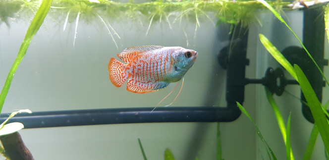 Moi je fais des bulles Gourami nain bleu qui profite de ses plantes flottantes