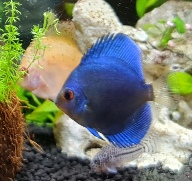 Dino-Discus 5 cm 
Botanic le 11.12.2020