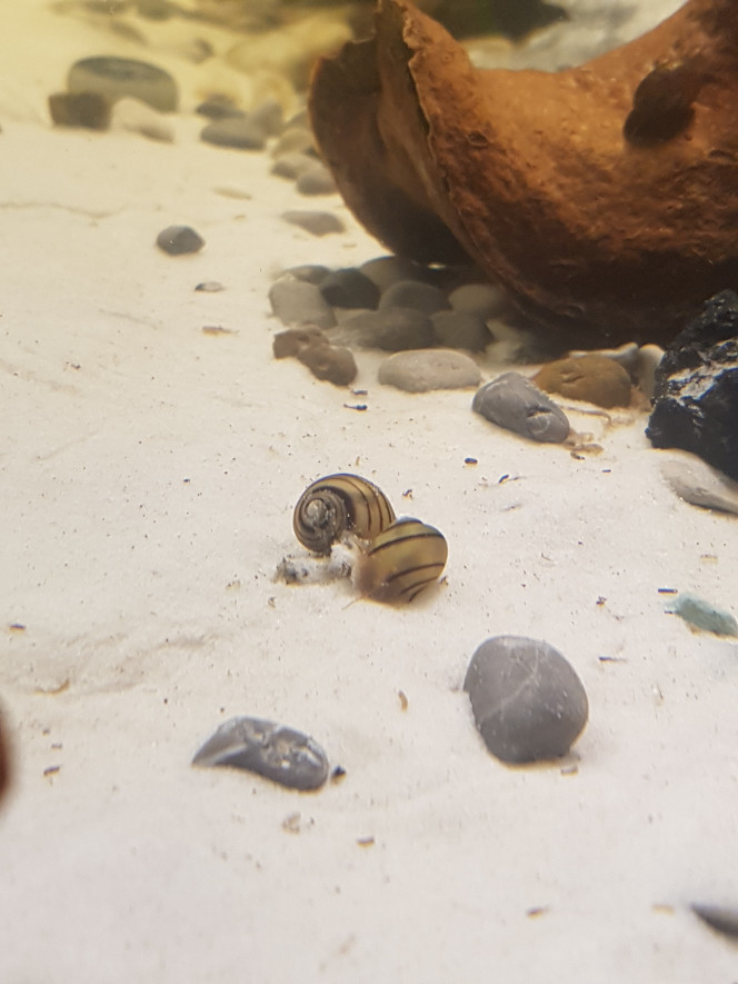 River Song Deux jeunes Asolène Spixi ont rejoint le bac 2h après 5 petites malawas (48h après ajout de First Defense + One and Only + Ada Bacter balls dans le sable + Planorbes, Physes, Mélanoïdes, Tubifex, Daphnies, Cyclops et Gammarres).

Normalement, je peux ajouter 30% de la pop 24h après l'ajout des bactéries mais je vais rester prudente et augmenter progressivement la pop en petites bêtes et escargots d'abord. 

Demain j'ajoute des blackworms et des plantes. :)