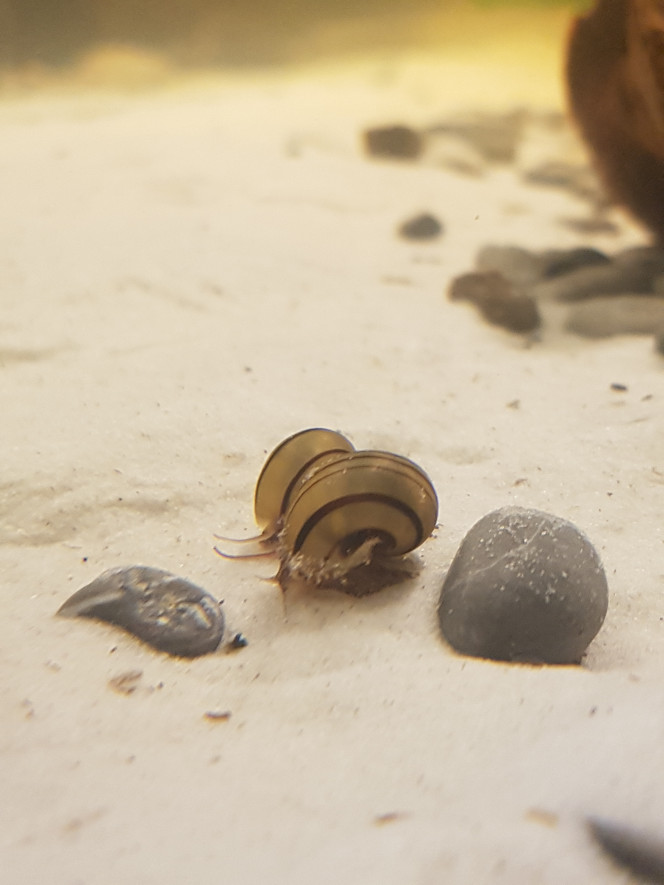 River Song Deux jeunes Asolène Spixi ont rejoint le bac 2h après 5 petites malawas (48h après ajout de First Defense + One and Only + Ada Bacter balls dans le sable + Planorbes, Physes, Mélanoïdes, Tubifex, Daphnies, Cyclops et Gammarres).

Normalement, je peux ajouter 30% de la pop 24h après l'ajout des bactéries mais je vais rester prudente et augmenter progressivement la pop en petites bêtes et escargots d'abord. 

Demain j'ajoute des blackworms et des plantes. :)