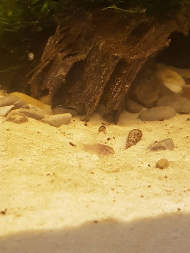 Mes bébés ♡ Pitis corys a j+21 de cyclage apparus par magie à partir des plantes le matin de noël ♡