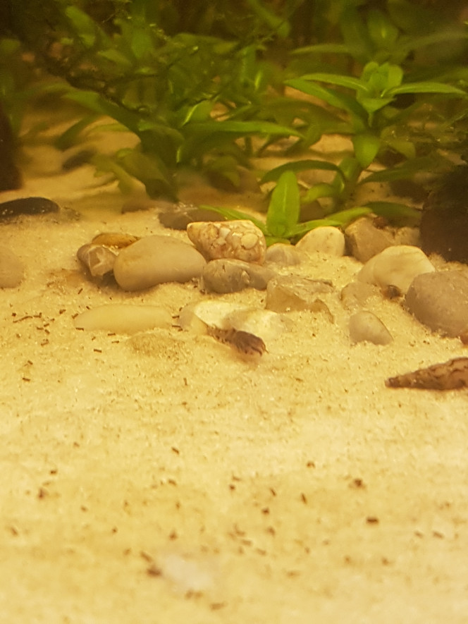 Mes bébés ♡ Pitis corys a j+21 de cyclage apparus par magie à partir des plantes le matin de noël ♡