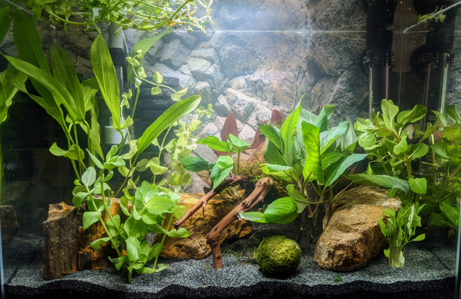  Photo après introduction des premières plantes.