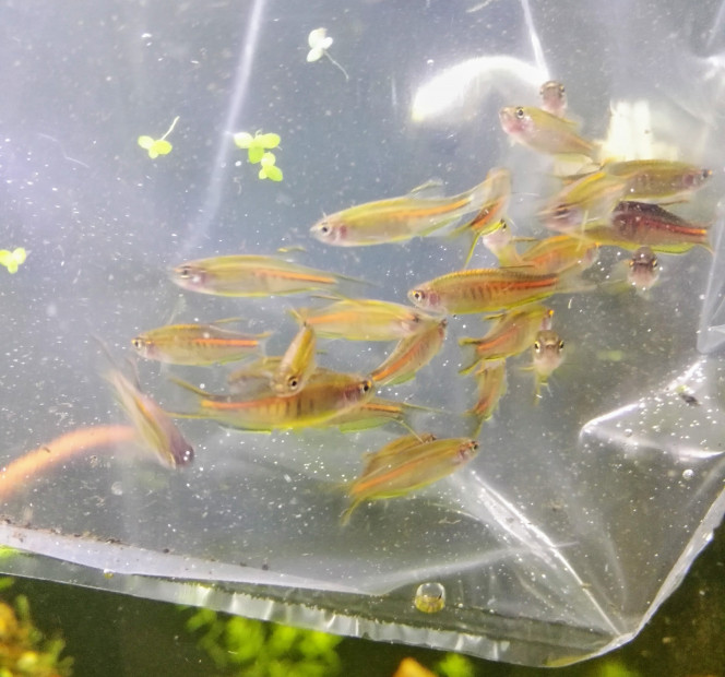 Arrivée des premiers habitants Et voila les premiers habitants... Après les escargots bien sur !
Il s'agit un petit de groupe de 23 Danio Choprae orginaires de Birmanie. Assez peu répendus, se sont des poissons extrement vifs qui rajoutent beaucoup de vie à mon bac. Leurs couleurs sont en plus magnifiques. (origine : AQUADESIGNER)