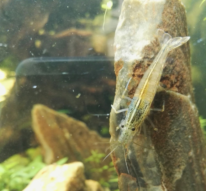 Débarquement des crevettes ! 7 crevettes viennent de mon ancien bac de 200L, et 2 nouvelles crevettes viennent de Leboncoin (Merci Andre669 !) Ces 2 nouvelles crevettes sont très vivaces !