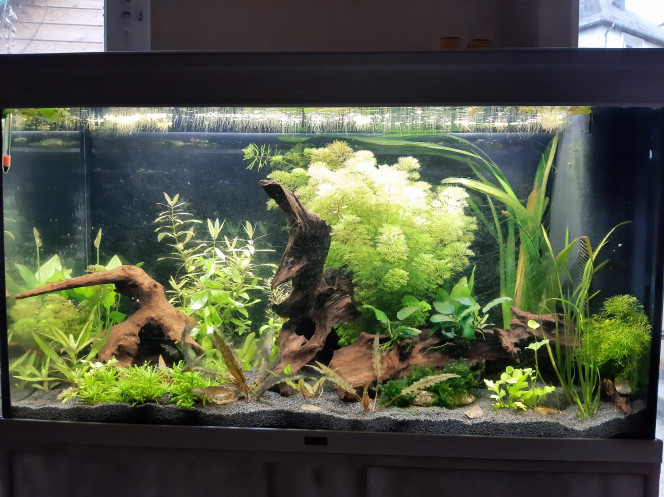 Aquarium de salon : ça pousse 15 jours après la mise en eau, les plantes poussent très bien, mais les algues également...
Promis demain, je fais du jardinage !