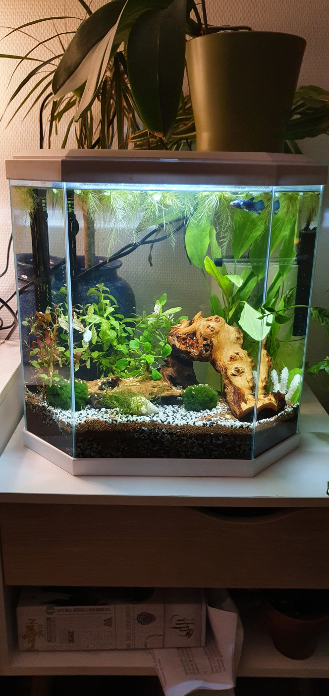 Bêta paradise Il s'agit de mon premier "vraie" aquarium.  
Volume : 30 L 
Chauffage réglable avec pompe et filtre . 
Éclairage LED