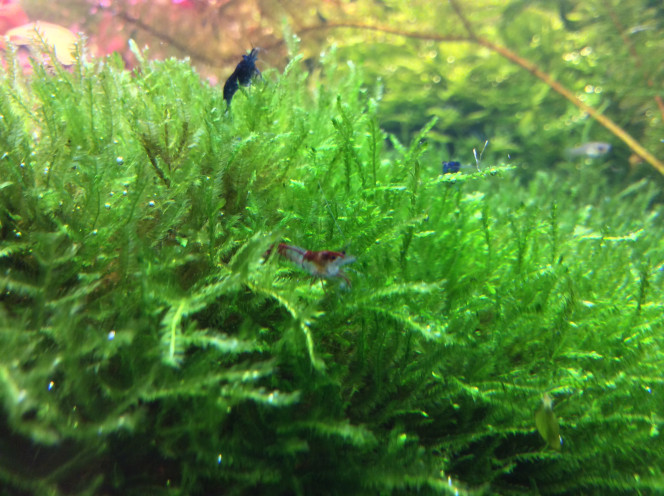 Apparition d’un nouveau coloris de shrimp 