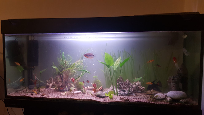 250l 