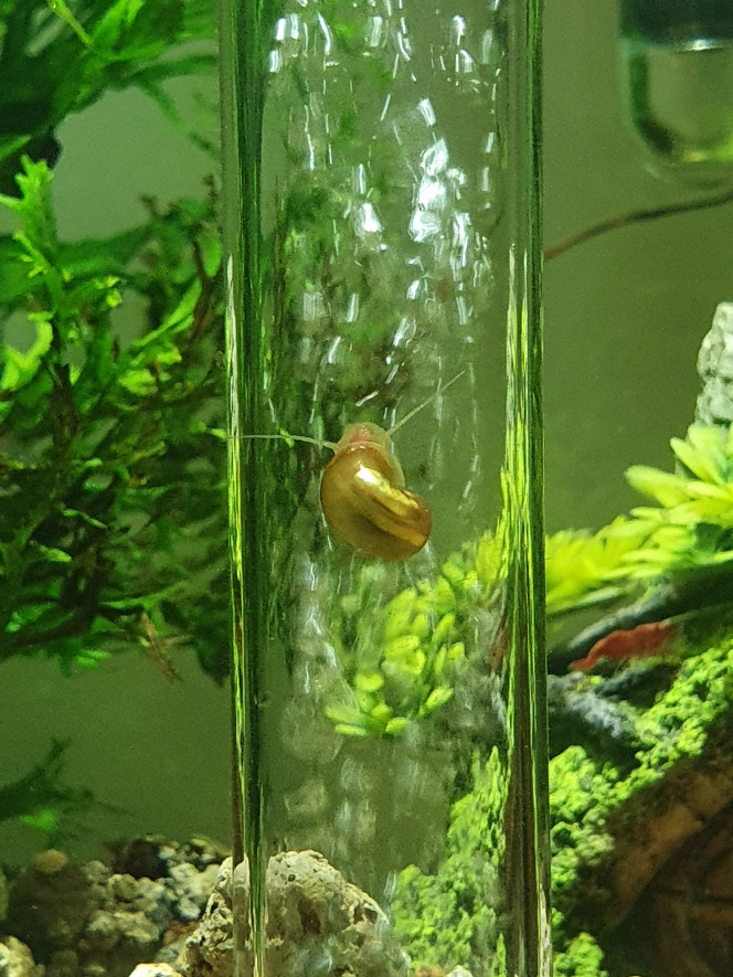 Un petit planorbe Je viens de trouver ce petit escargot dans mon aquarium, sa coquille est dorée et son corps orange
Je me demande de quelle sous-espèces il s'agit ?