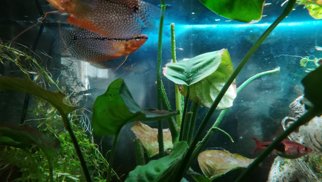 Population du bac principal Gouramis, barbus tetrazona et pentazona. 
Le pentazona est un passager clandestin. Il s'était glissé dans le lot de rasbora