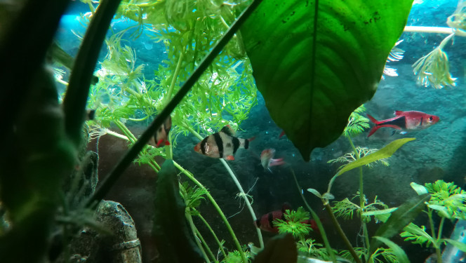 Population du bac principal Gouramis, barbus tetrazona et pentazona. 
Le pentazona est un passager clandestin. Il s'était glissé dans le lot de rasbora