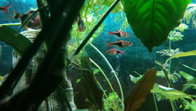 Population du bac principal Gouramis, barbus tetrazona et pentazona. 
Le pentazona est un passager clandestin. Il s'était glissé dans le lot de rasbora