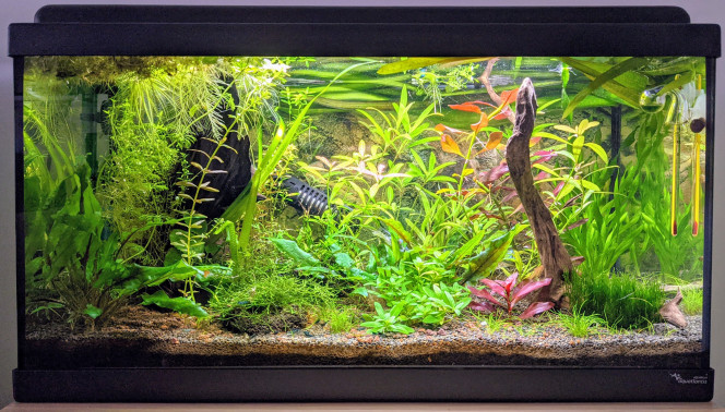 Jardinage Avec gourami qui adore déplanter l'eleocharis pour faire son nid avec....