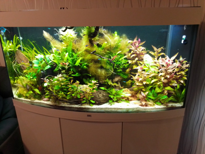 Chris Aquarium 260 l juwel bien plante avec 15 cardinalis 6 corydoras panda 2 peckoltias 1 loricaria 6 otocinclus 6 caridina japonicas 3 neritina et 10 Tetra ornatus white fin