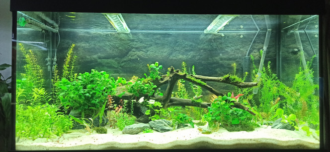 360L Refondu Plantation terminée (pour l'instant). Visite chez Jardiland aujourd'hui pour trouver 1 couple ou trio d'Apistogramma et  6 Corys Panda (une première pour moi).