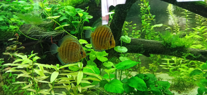 Discus et Apistogrammas Les Discus, après une semaine d'adaptation, ont bien adopté le bac même s'ils restent encore un peu trouillards. Ils ont 4 à 5 repas (petites quantités) par jour. Ils sont nourris avec de la nourriture pour Discus, microbilles pour cichlidés, vers rouge et artémias. En revanche, je ne nourris plus les Corys Panda.

Les deux Cacatuoides ont pondu dans la noix de coco et Mme a gardé farouchement le nid, virant même son compagnon qui monte la garde dehors. Aujourd'hui, les deux se baladent me laissant penser que la ponte a foiré. On les voit fréquemment en compagnie des Discus, aucune animosité de part et d'autre.