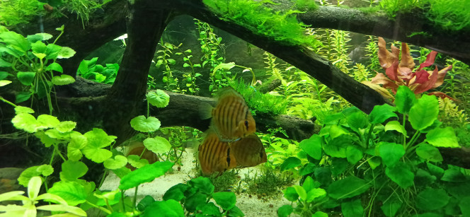 Discus et Apistogrammas Les Discus, après une semaine d'adaptation, ont bien adopté le bac même s'ils restent encore un peu trouillards. Ils ont 4 à 5 repas (petites quantités) par jour. Ils sont nourris avec de la nourriture pour Discus, microbilles pour cichlidés, vers rouge et artémias. En revanche, je ne nourris plus les Corys Panda.

Les deux Cacatuoides ont pondu dans la noix de coco et Mme a gardé farouchement le nid, virant même son compagnon qui monte la garde dehors. Aujourd'hui, les deux se baladent me laissant penser que la ponte a foiré. On les voit fréquemment en compagnie des Discus, aucune animosité de part et d'autre.