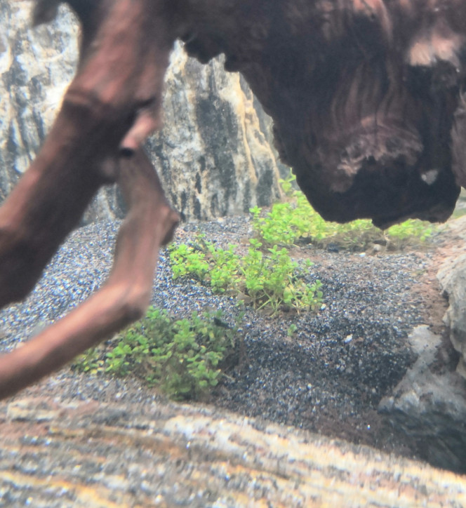  L'eau s'est éclaircie, ce qui permet de découvrir... Encore une squatteuse !  Va falloir attraper la petiotte avant l'arrivée des apistos / ramirezi à moins qu'elle ne survive pas au pic de nitrate !